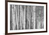 Aspen Trees, White River National Forest Colorado, USA-Charles Gurche-Framed Photographic Print