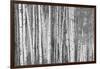 Aspen Trees, White River National Forest Colorado, USA-Charles Gurche-Framed Photographic Print