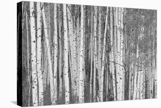 Aspen Trees, White River National Forest Colorado, USA-Charles Gurche-Stretched Canvas