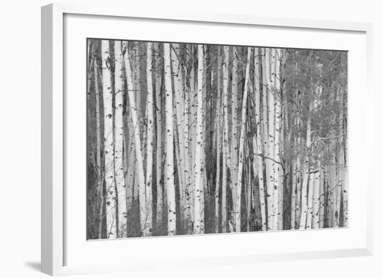 Aspen Trees, White River National Forest Colorado, USA-Charles Gurche-Framed Photographic Print