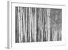 Aspen Trees, White River National Forest Colorado, USA-Charles Gurche-Framed Photographic Print