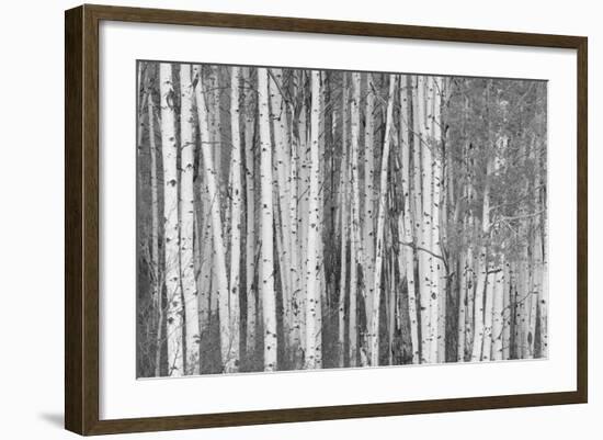 Aspen Trees, White River National Forest Colorado, USA-Charles Gurche-Framed Photographic Print