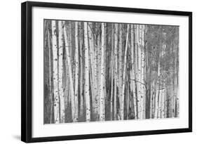 Aspen Trees, White River National Forest Colorado, USA-Charles Gurche-Framed Photographic Print