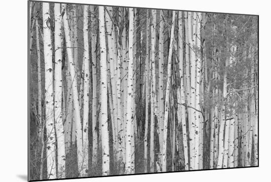 Aspen Trees, White River National Forest Colorado, USA-Charles Gurche-Mounted Photographic Print