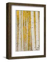 Aspen Trees, White River National Forest Colorado, USA-Charles Gurche-Framed Photographic Print