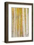 Aspen Trees, White River National Forest Colorado, USA-Charles Gurche-Framed Photographic Print