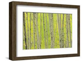 Aspen Trees, White River National Forest Colorado, USA-Charles Gurche-Framed Photographic Print