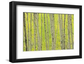 Aspen Trees, White River National Forest Colorado, USA-Charles Gurche-Framed Photographic Print