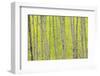 Aspen Trees, White River National Forest Colorado, USA-Charles Gurche-Framed Photographic Print