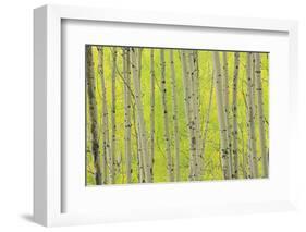 Aspen Trees, White River National Forest Colorado, USA-Charles Gurche-Framed Photographic Print