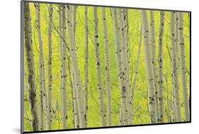 Aspen Trees, White River National Forest Colorado, USA-Charles Gurche-Mounted Photographic Print