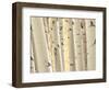 Aspen Trees, White River National Forest Colorado, USA-Charles Gurche-Framed Photographic Print