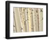 Aspen Trees, White River National Forest Colorado, USA-Charles Gurche-Framed Photographic Print