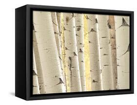 Aspen Trees, White River National Forest Colorado, USA-Charles Gurche-Framed Stretched Canvas