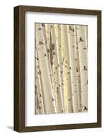 Aspen Trees, White River National Forest Colorado, USA-Charles Gurche-Framed Photographic Print