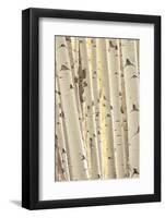 Aspen Trees, White River National Forest Colorado, USA-Charles Gurche-Framed Photographic Print