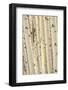 Aspen Trees, White River National Forest Colorado, USA-Charles Gurche-Framed Photographic Print