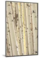 Aspen Trees, White River National Forest Colorado, USA-Charles Gurche-Mounted Photographic Print