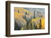 Aspen Trees, White River National Forest Colorado, USA-Charles Gurche-Framed Photographic Print