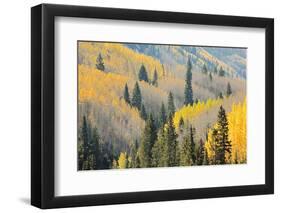 Aspen Trees, White River National Forest Colorado, USA-Charles Gurche-Framed Photographic Print