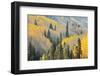 Aspen Trees, White River National Forest Colorado, USA-Charles Gurche-Framed Photographic Print