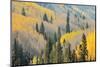 Aspen Trees, White River National Forest Colorado, USA-Charles Gurche-Mounted Photographic Print