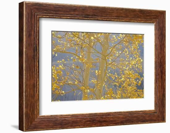 Aspen Trees, White River National Forest Colorado, USA-Charles Gurche-Framed Photographic Print