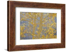 Aspen Trees, White River National Forest Colorado, USA-Charles Gurche-Framed Photographic Print