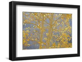 Aspen Trees, White River National Forest Colorado, USA-Charles Gurche-Framed Photographic Print