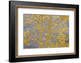 Aspen Trees, White River National Forest Colorado, USA-Charles Gurche-Framed Photographic Print