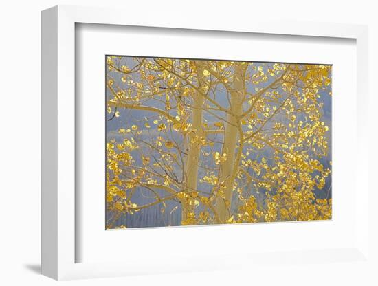 Aspen Trees, White River National Forest Colorado, USA-Charles Gurche-Framed Photographic Print