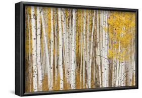 Aspen Trees, White River National Forest Colorado, USA-Charles Gurche-Framed Photographic Print