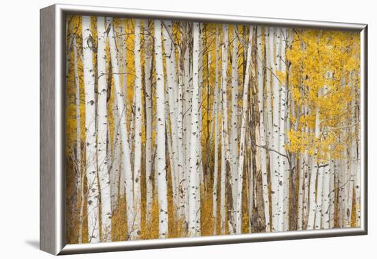 Aspen Trees, White River National Forest Colorado, USA-Charles Gurche-Framed Photographic Print