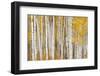 Aspen Trees, White River National Forest Colorado, USA-Charles Gurche-Framed Photographic Print