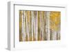 Aspen Trees, White River National Forest Colorado, USA-Charles Gurche-Framed Photographic Print