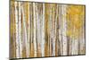 Aspen Trees, White River National Forest Colorado, USA-Charles Gurche-Mounted Photographic Print