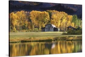 Aspen Trees with Barn-Jamie Cook-Stretched Canvas