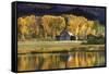 Aspen Trees with Barn-Jamie Cook-Framed Stretched Canvas