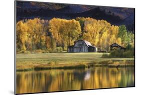 Aspen Trees with Barn-Jamie Cook-Mounted Giclee Print
