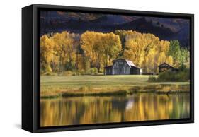 Aspen Trees with Barn-Jamie Cook-Framed Stretched Canvas