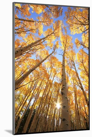 Aspen Trees with Fall Color, San Juan National Forest, Colorado-Donyanedomam-Mounted Photographic Print