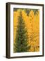 Aspen Trees with Fall Color, Uncompahgre National Forest, Colorado-Donyanedomam-Framed Photographic Print