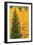 Aspen Trees with Fall Color, Uncompahgre National Forest, Colorado-Donyanedomam-Framed Photographic Print