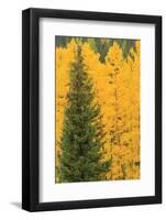 Aspen Trees with Fall Color, Uncompahgre National Forest, Colorado-Donyanedomam-Framed Photographic Print