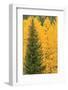 Aspen Trees with Fall Color, Uncompahgre National Forest, Colorado-Donyanedomam-Framed Photographic Print