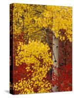 Aspen Trees with Golden Leaves, Wenatchee National Forest, Washington, USA-Jamie & Judy Wild-Stretched Canvas