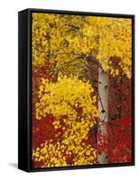 Aspen Trees with Golden Leaves, Wenatchee National Forest, Washington, USA-Jamie & Judy Wild-Framed Stretched Canvas