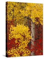 Aspen Trees with Golden Leaves, Wenatchee National Forest, Washington, USA-Jamie & Judy Wild-Stretched Canvas