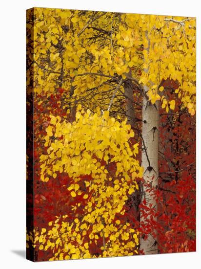 Aspen Trees with Golden Leaves, Wenatchee National Forest, Washington, USA-Jamie & Judy Wild-Stretched Canvas