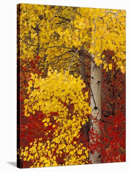 Aspen Trees with Golden Leaves, Wenatchee National Forest, Washington, USA-Jamie & Judy Wild-Stretched Canvas